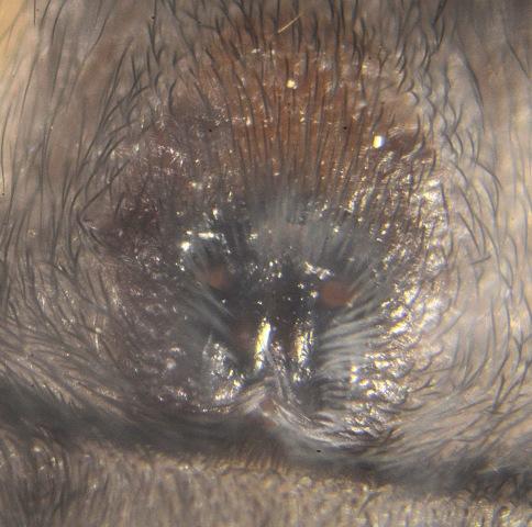 Réf. 204 429 : Scotophaeus sp.